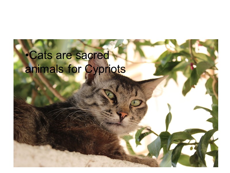 Cats are sacred animals for Cypriots  Cats are sacred animals for Cypriots